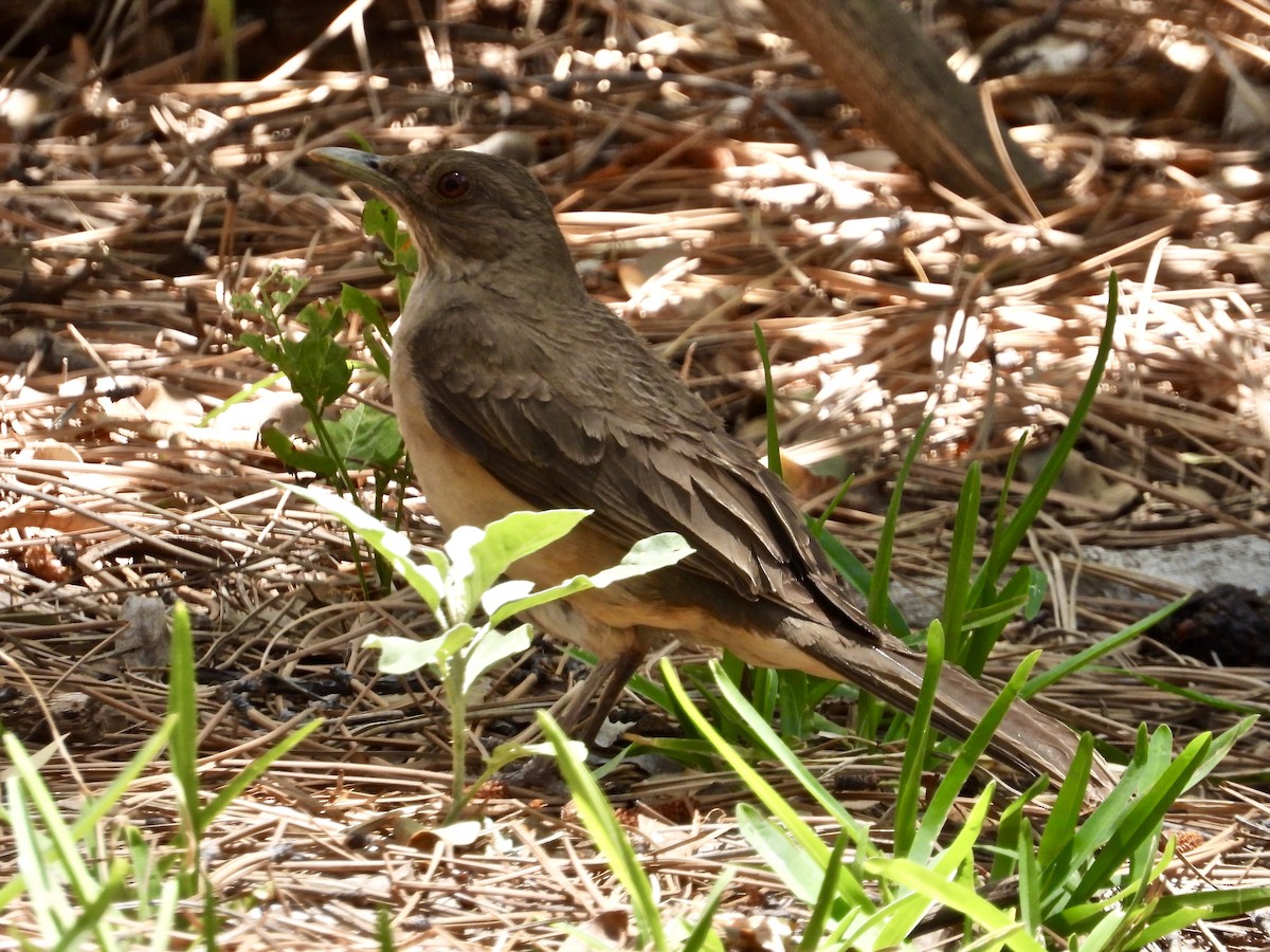 Clay-colored Thrush - Lorrie Lowrie