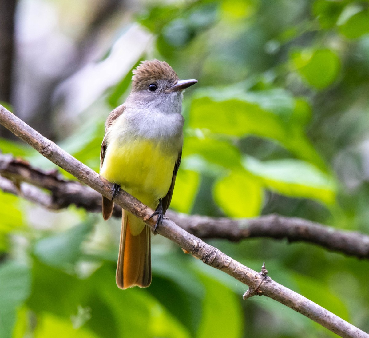 Great Crested Flycatcher - ML345459701