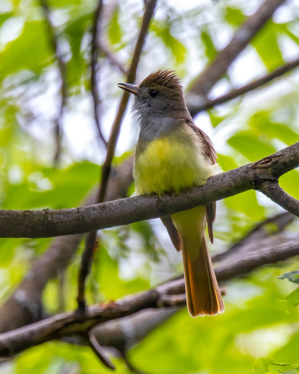 Great Crested Flycatcher - ML345459811