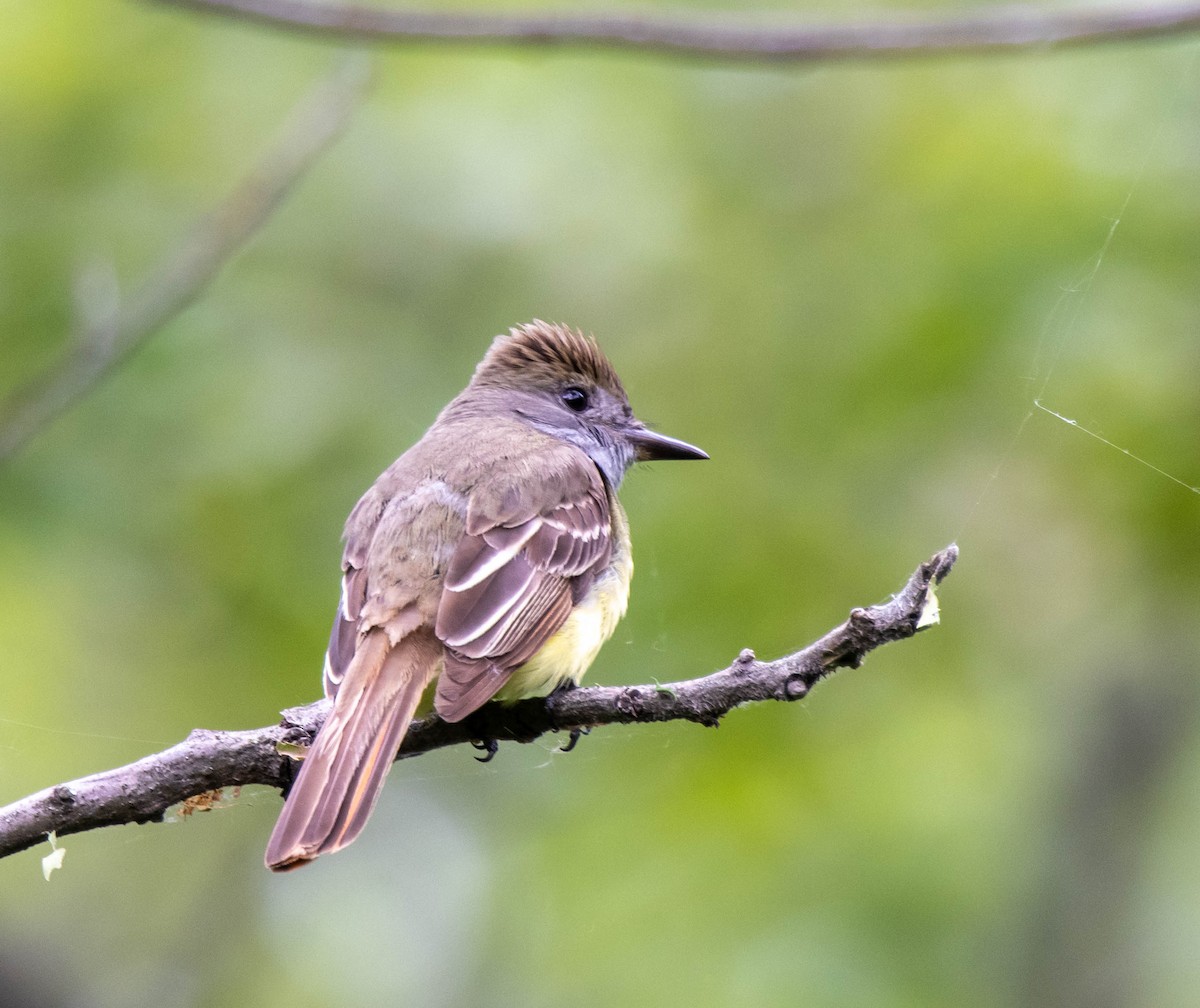 Great Crested Flycatcher - ML345459831