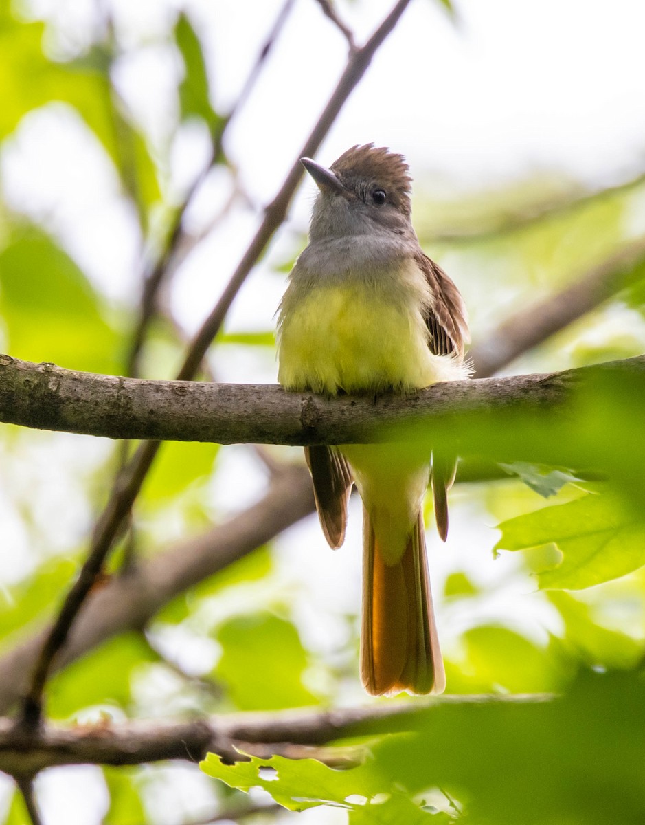Great Crested Flycatcher - ML345459841