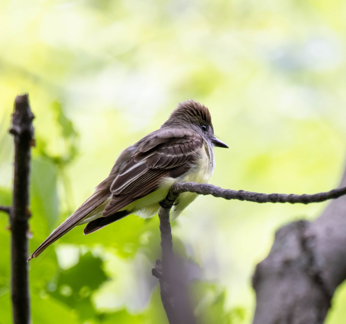 Great Crested Flycatcher - ML345459851