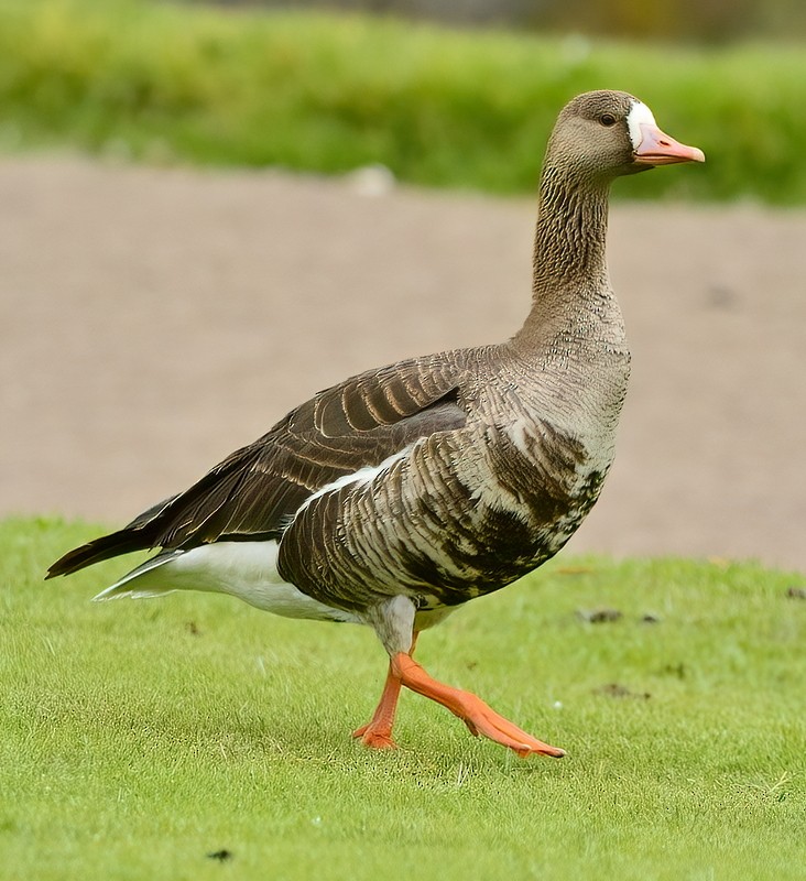 Greater White-fronted Goose - ML345460861