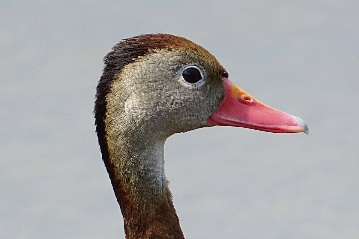 Black-bellied Whistling-Duck - ML345461481