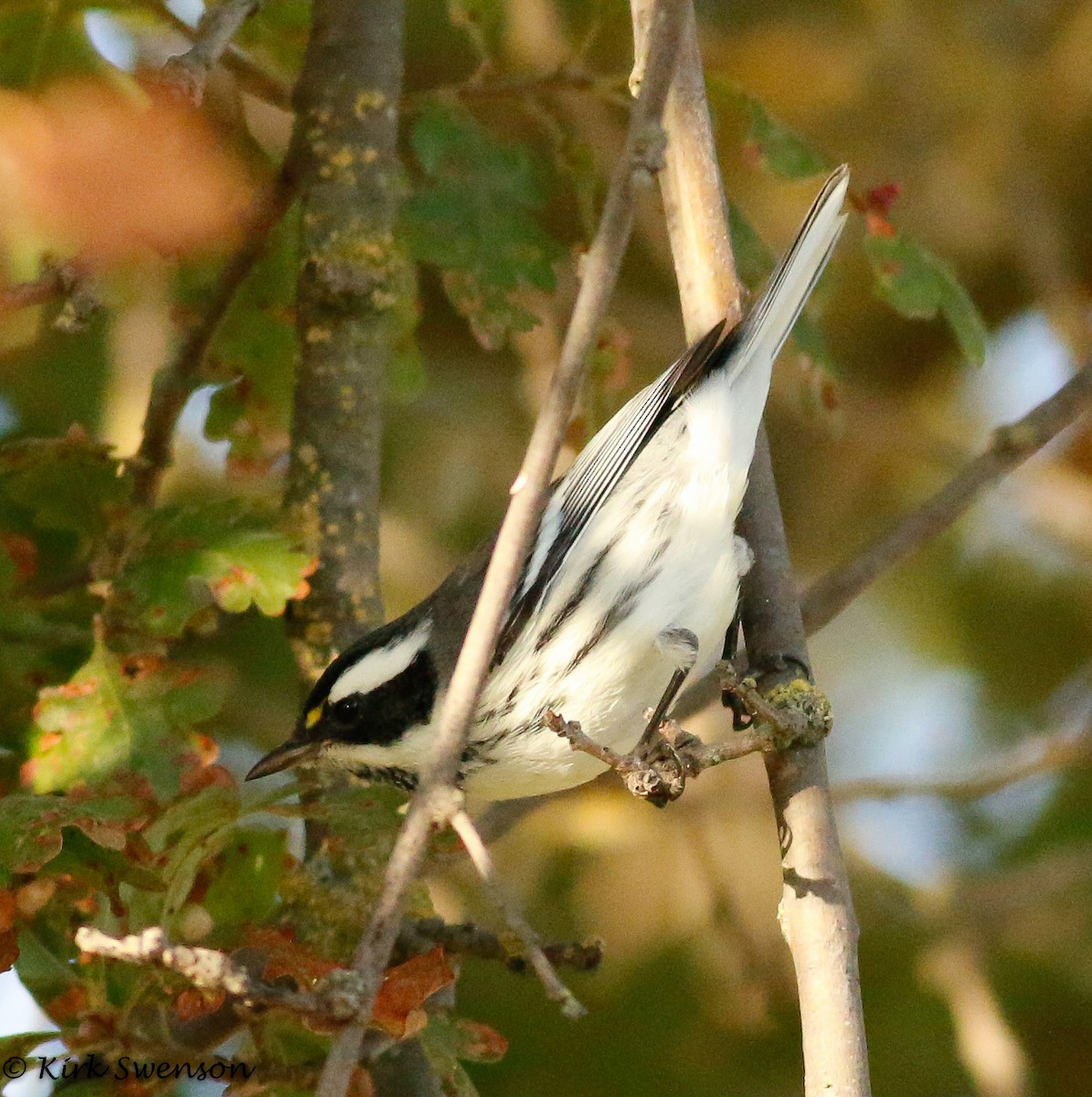 Black-throated Gray Warbler - Kirk Swenson