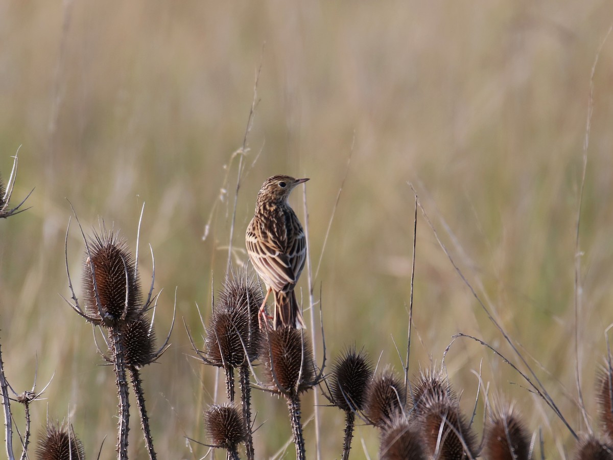 pipit sp. - ML345465511