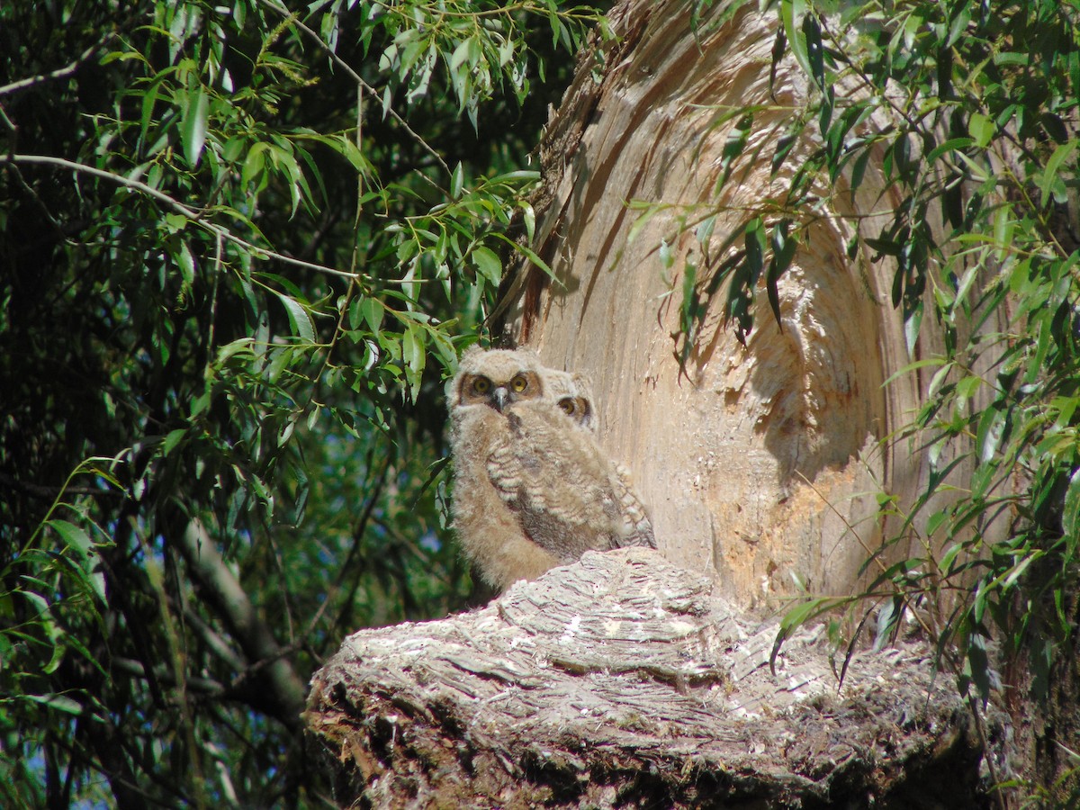 Great Horned Owl - ML345466971
