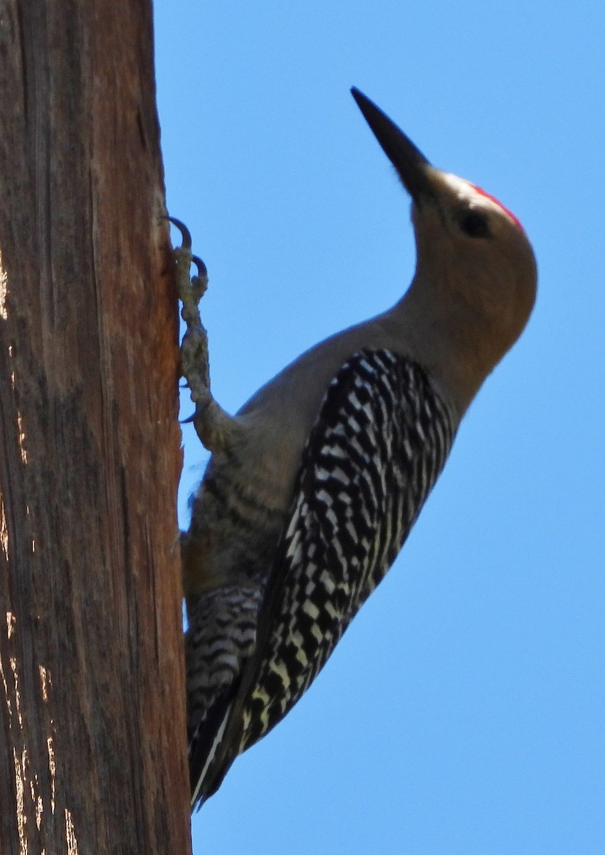 Gila Woodpecker - ML345472641