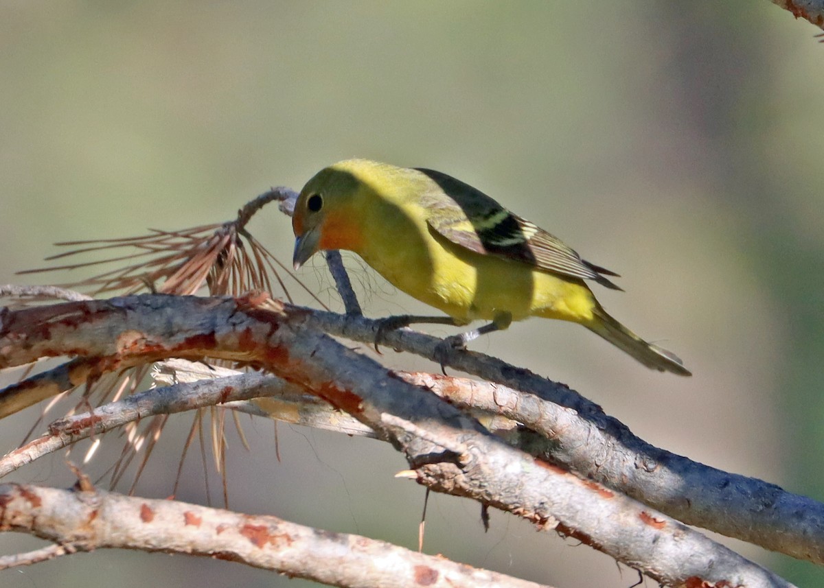 Western Tanager - ML345474201