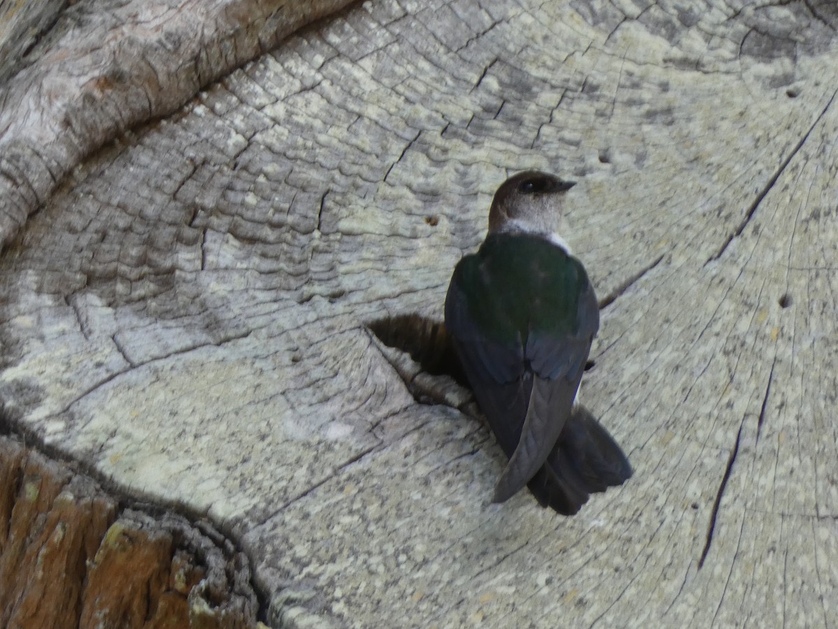 Violet-green Swallow - Linda Fraley