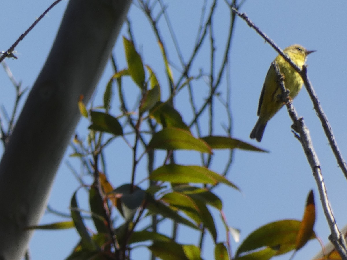 Orange-crowned Warbler - Linda Fraley