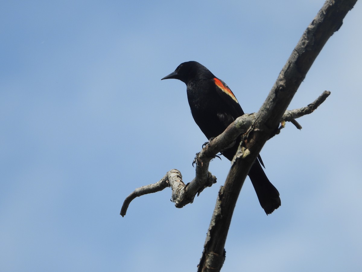 Red-winged Blackbird - ML345486351