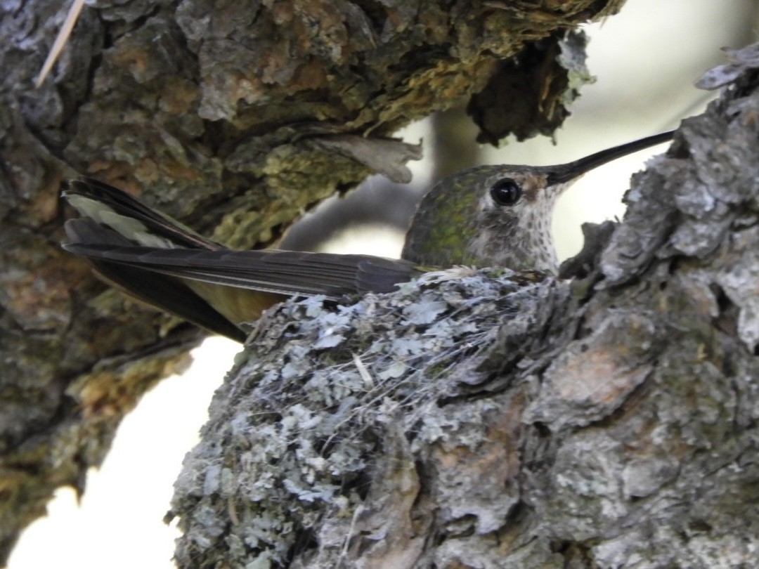Black-chinned Hummingbird - Jay Breidt