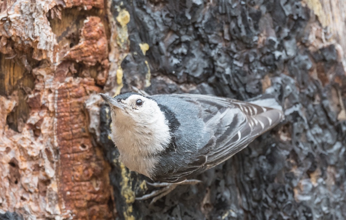 White-breasted Nuthatch - ML345491151