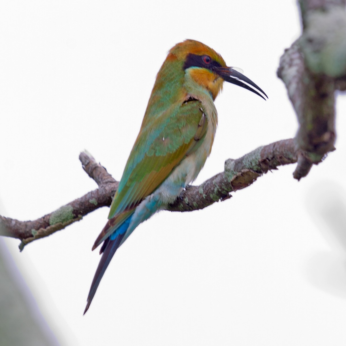 Rainbow Bee-eater - ML345492631