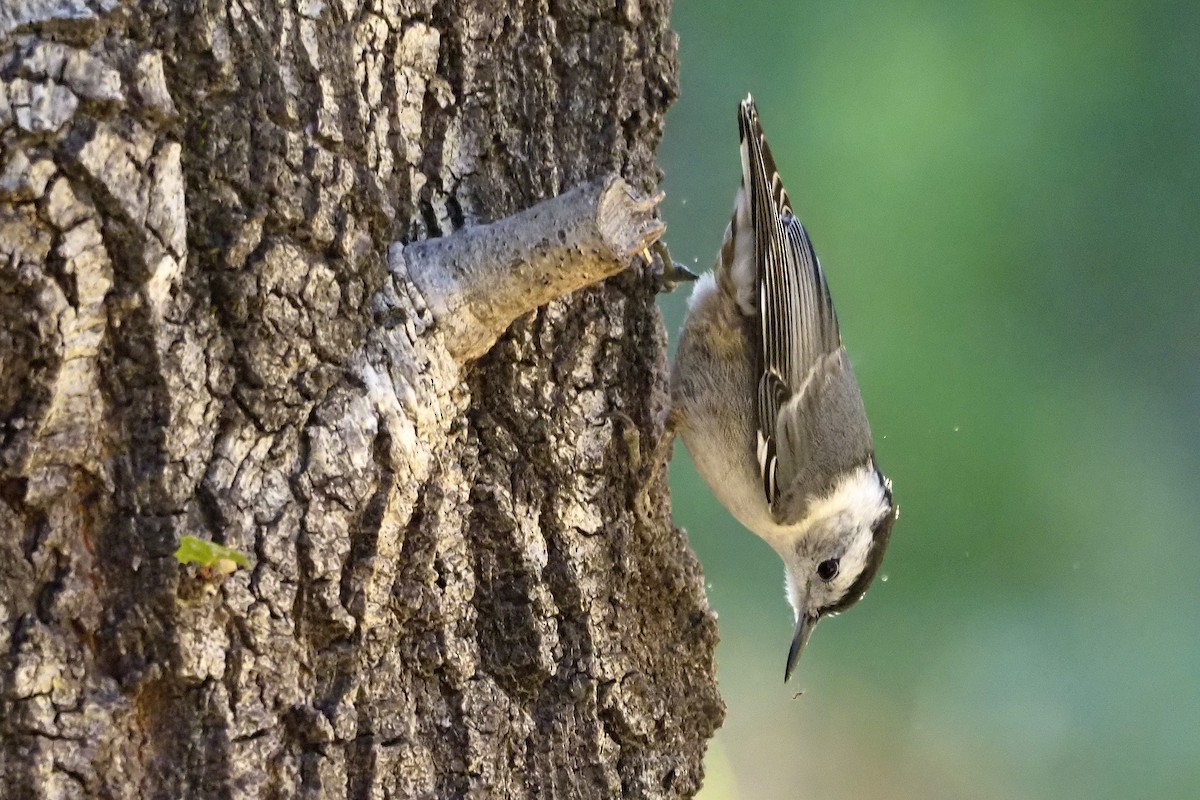 White-breasted Nuthatch - Donna Pomeroy