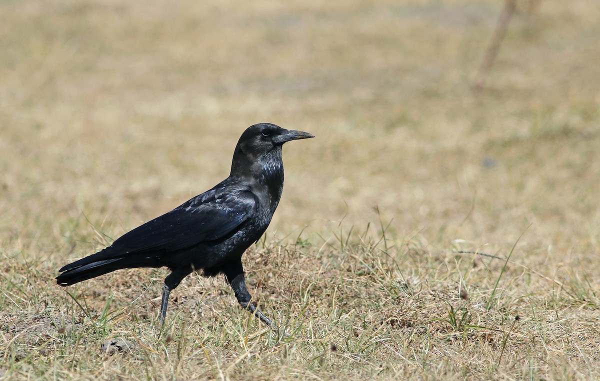 Cape Crow - Andrew Spencer