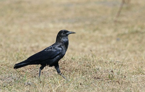 Rook - eBird