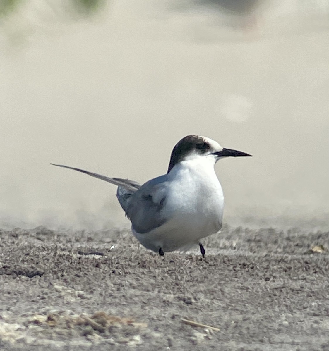 Arctic Tern - Paul Clarke