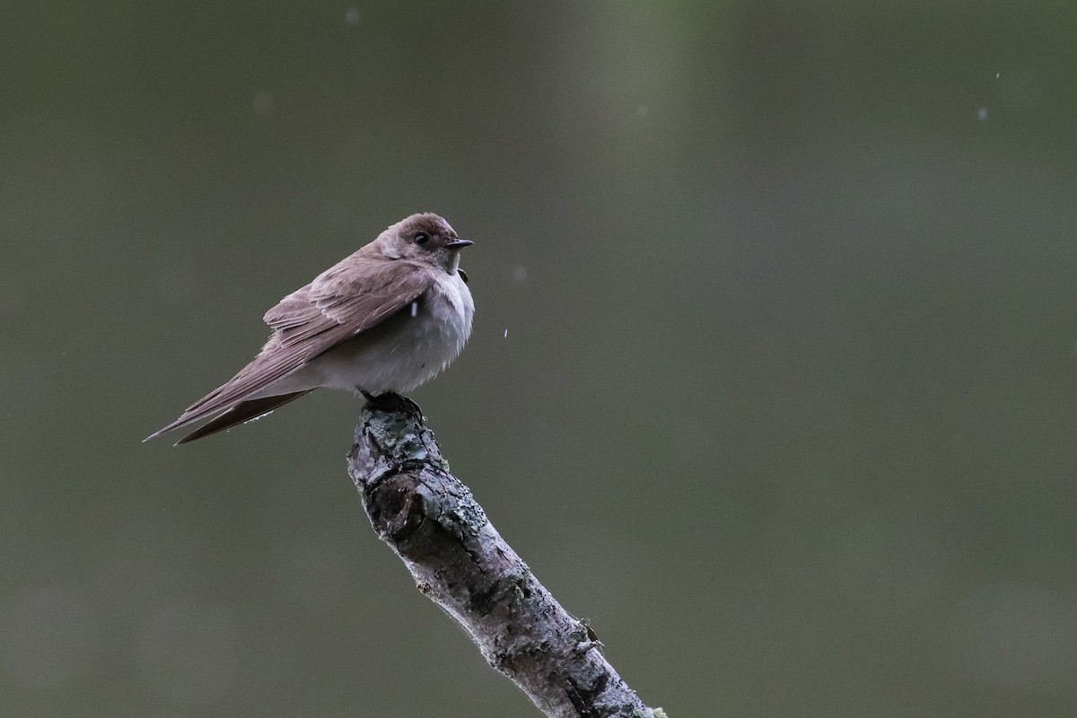 Northern Rough-winged Swallow - Martina Nordstrand