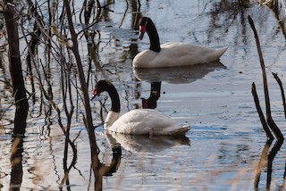 Black-necked Swan, ML345518081