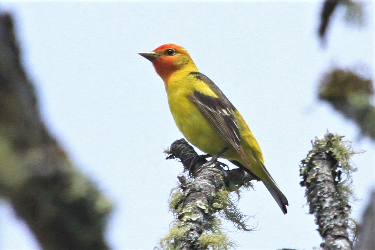 Western Tanager - ML345519101
