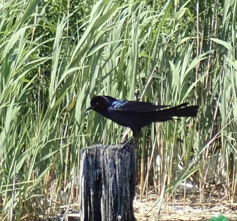Boat-tailed Grackle - ML345520201