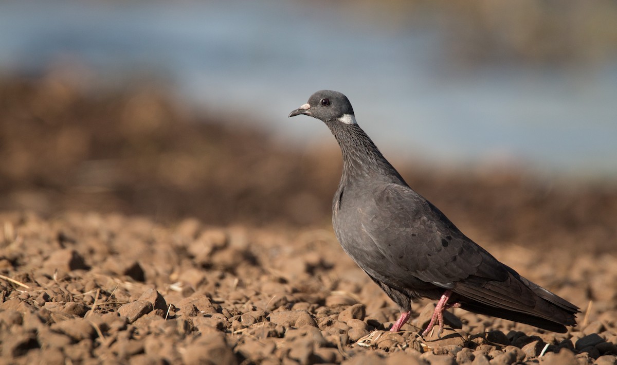White-collared Pigeon - Ian Davies