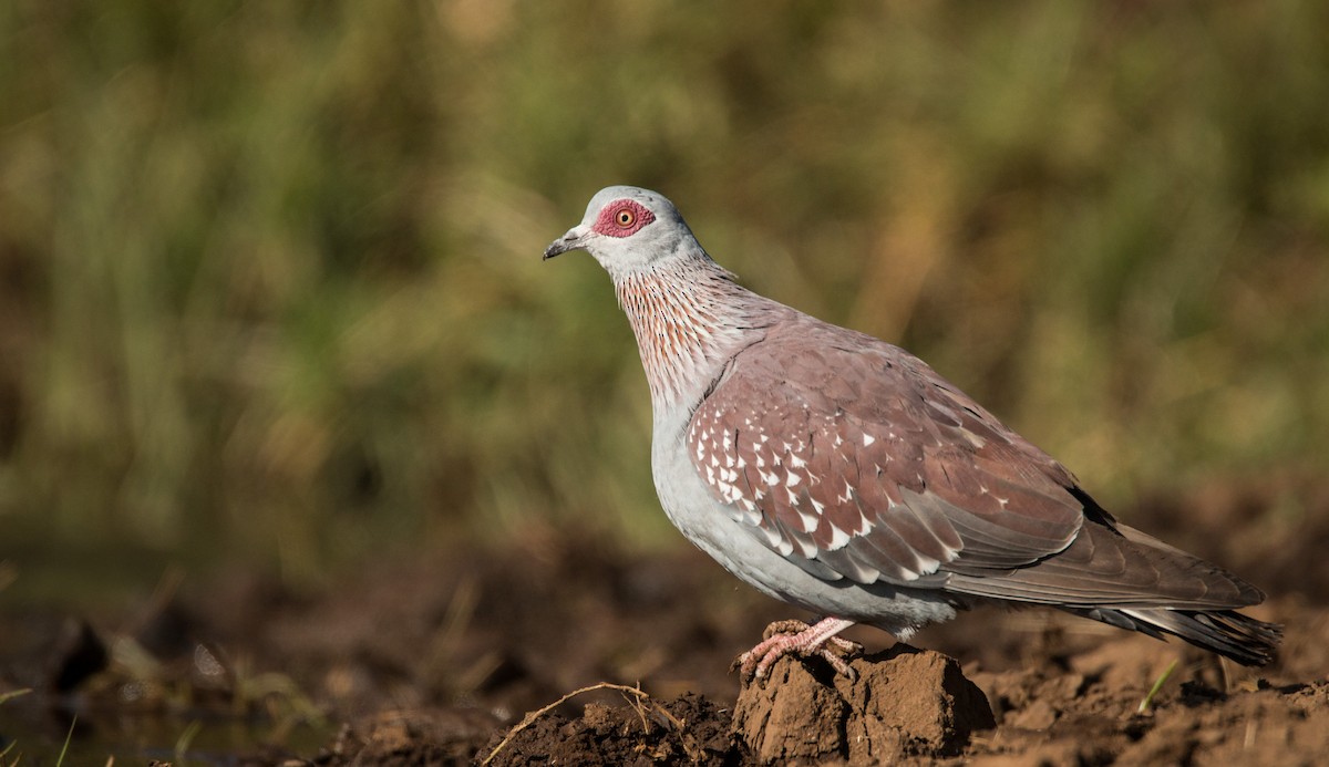 Speckled Pigeon - ML34553101