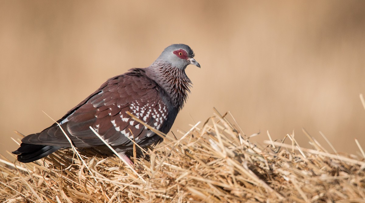 Speckled Pigeon - Ian Davies