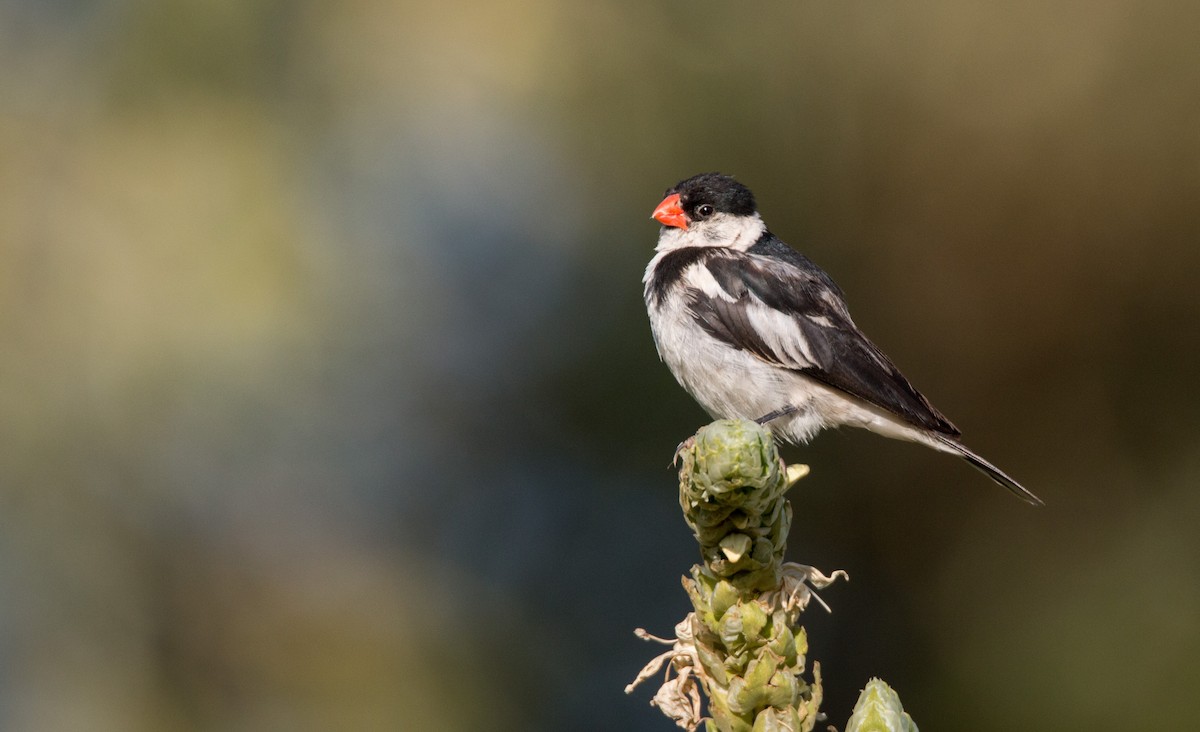 Pin-tailed Whydah - ML34553261