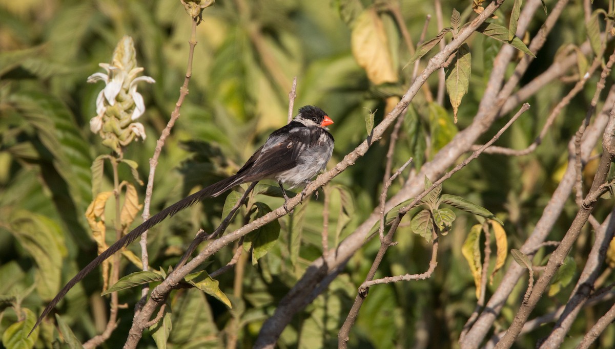 Pin-tailed Whydah - ML34553271
