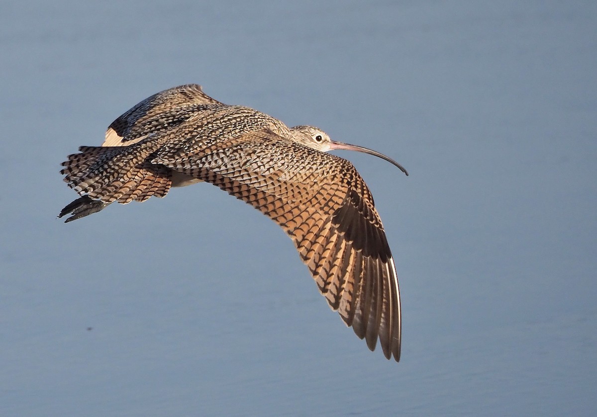 Long-billed Curlew - ML345534791