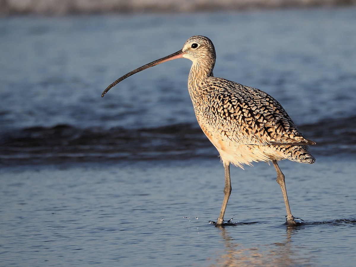 Long-billed Curlew - ML345534861