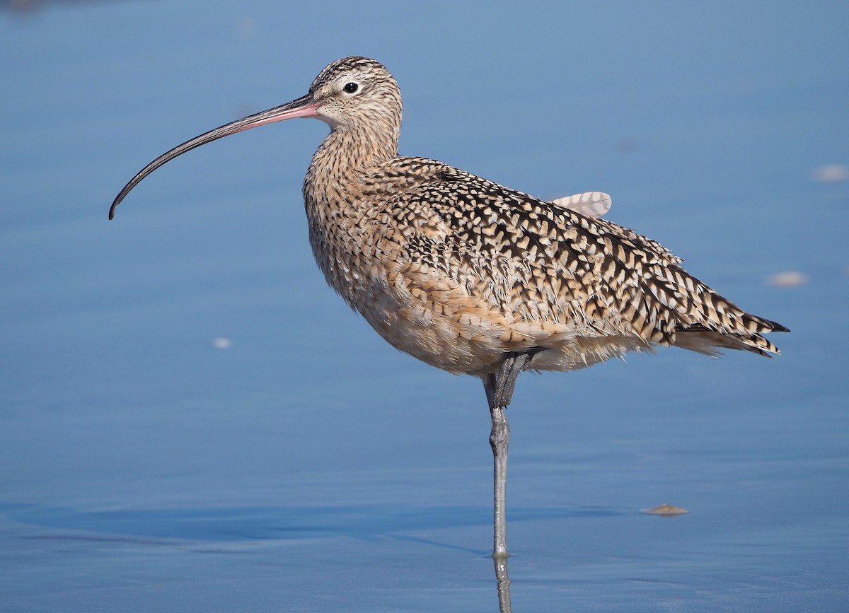 Long-billed Curlew - ML345534871
