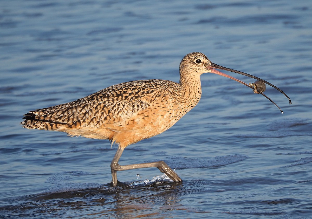 Long-billed Curlew - ML345534891