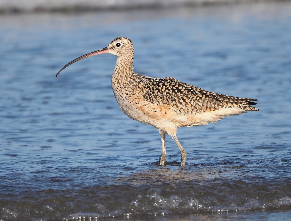 Long-billed Curlew - ML345534901