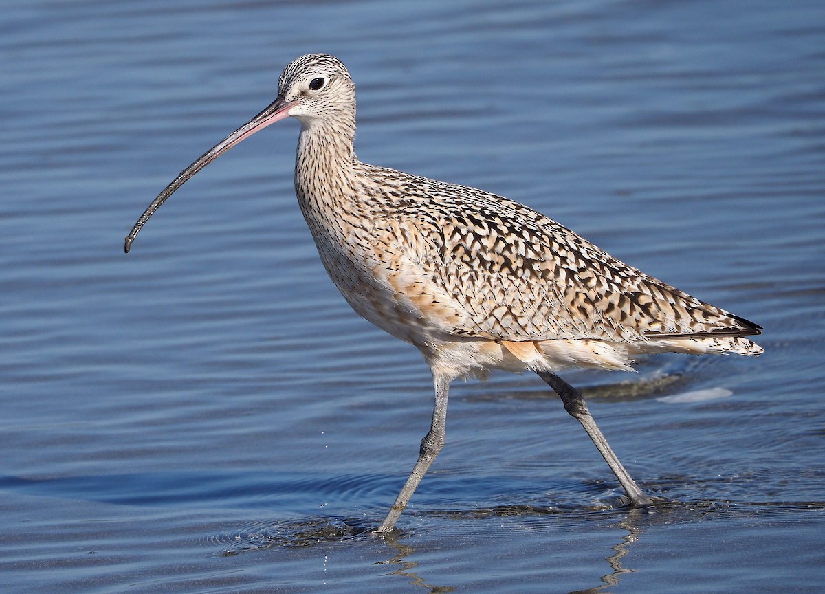 Long-billed Curlew - ML345534911