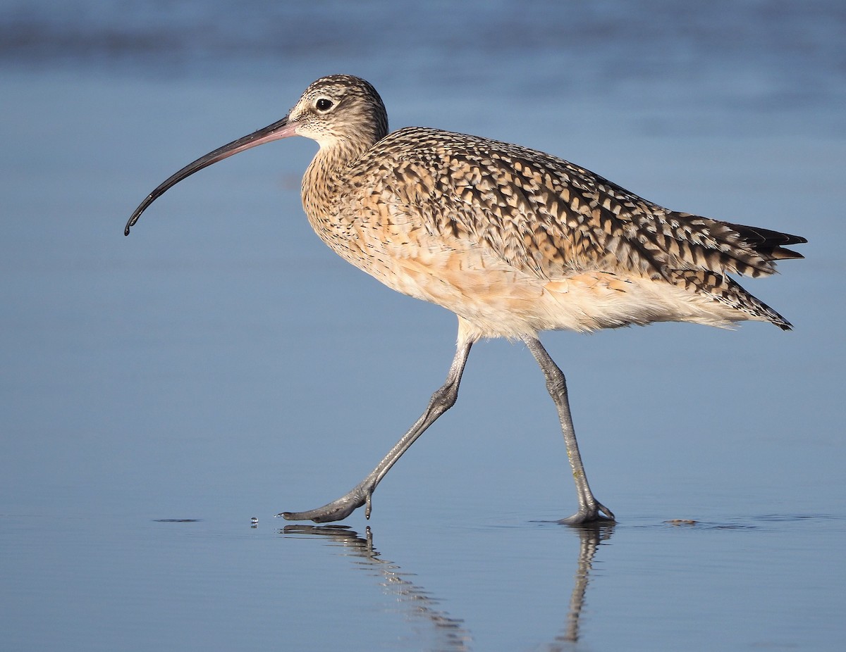 Long-billed Curlew - ML345534921
