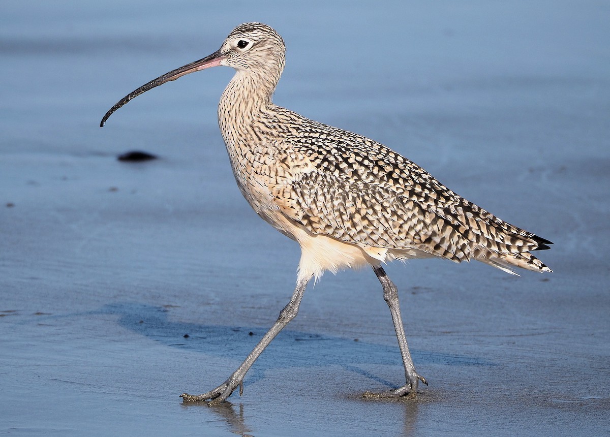 Long-billed Curlew - ML345535001