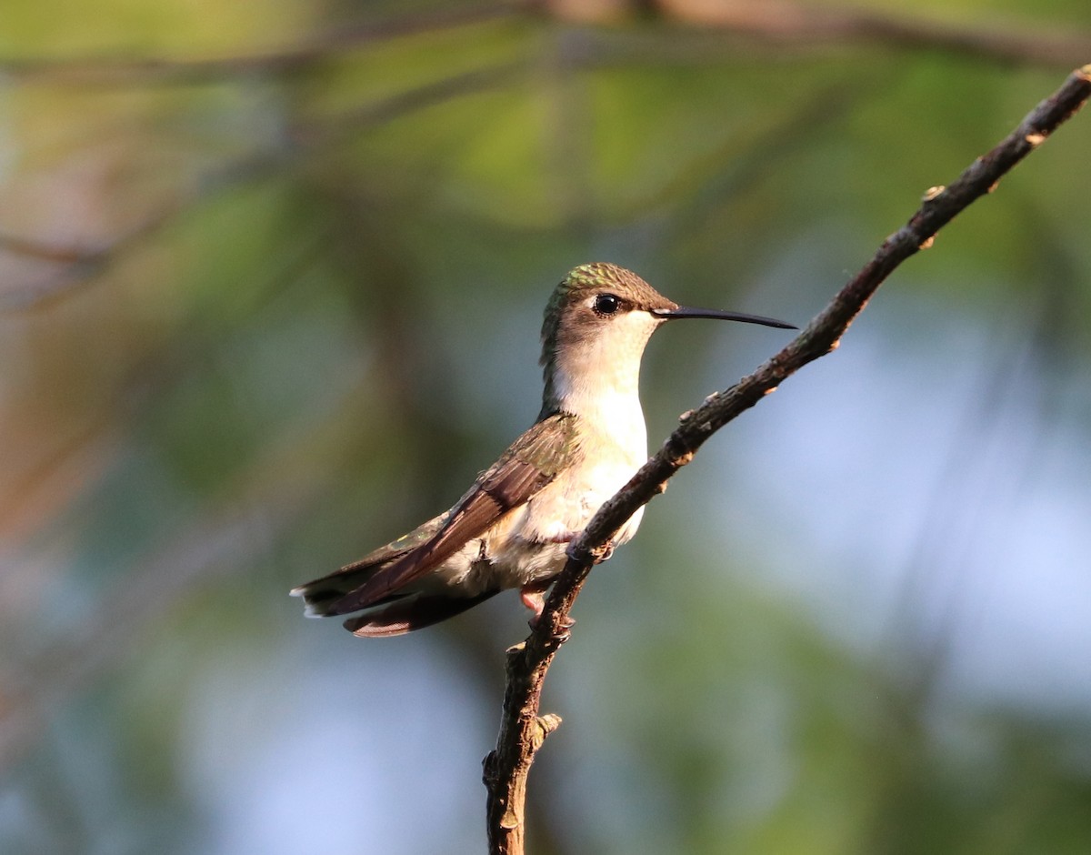 Ruby-throated Hummingbird - Maria Pacheco