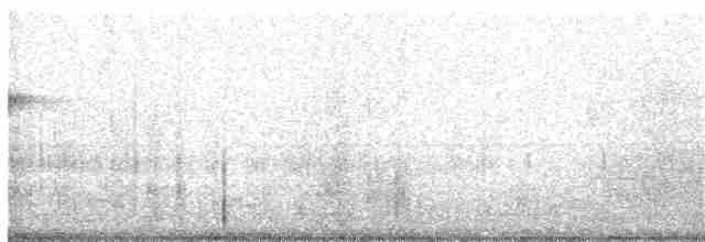 Тауї плямистий - ML345538921