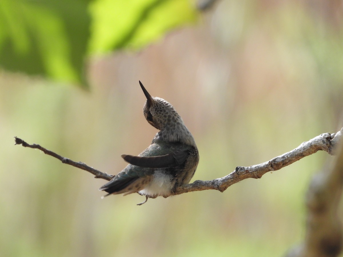 Black-chinned Hummingbird - Debbie Baczewski