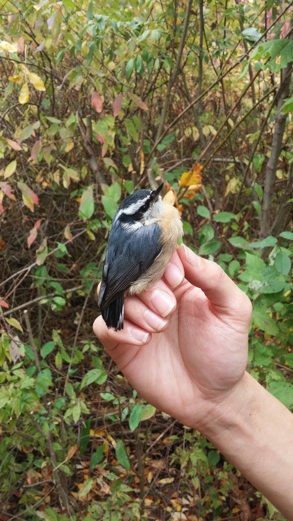Red-breasted Nuthatch - ML345542171