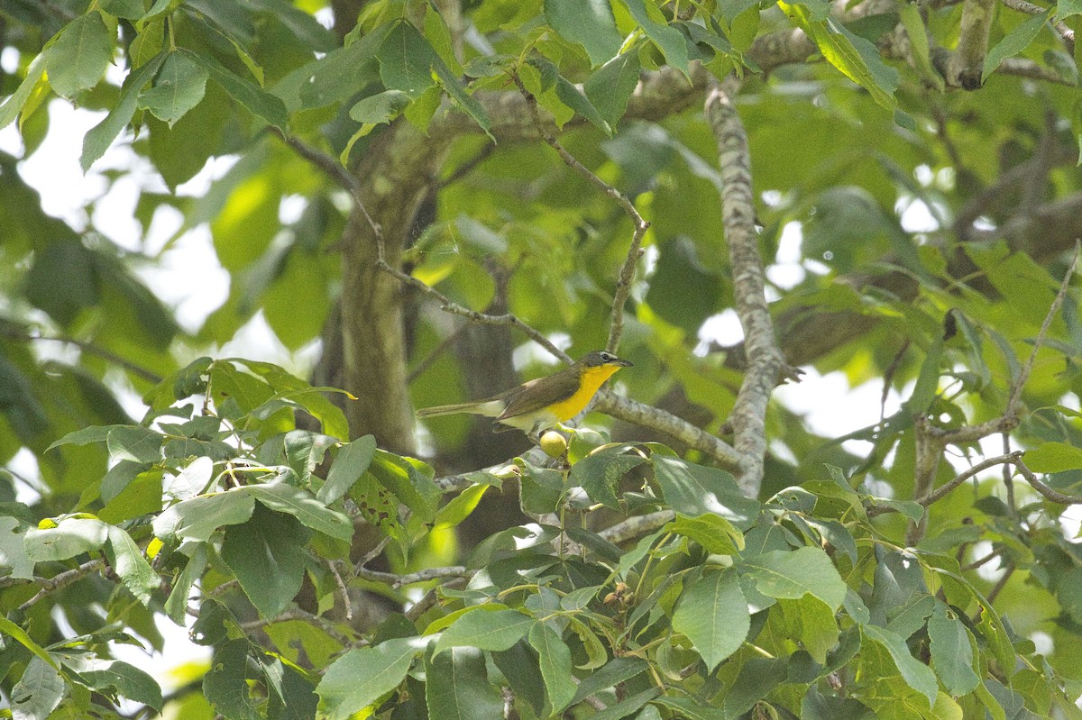 Yellow-breasted Chat - ML345543581