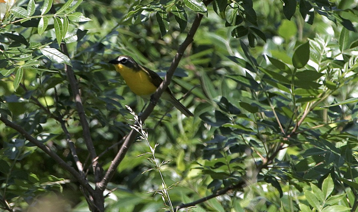 Yellow-breasted Chat - ML345545111