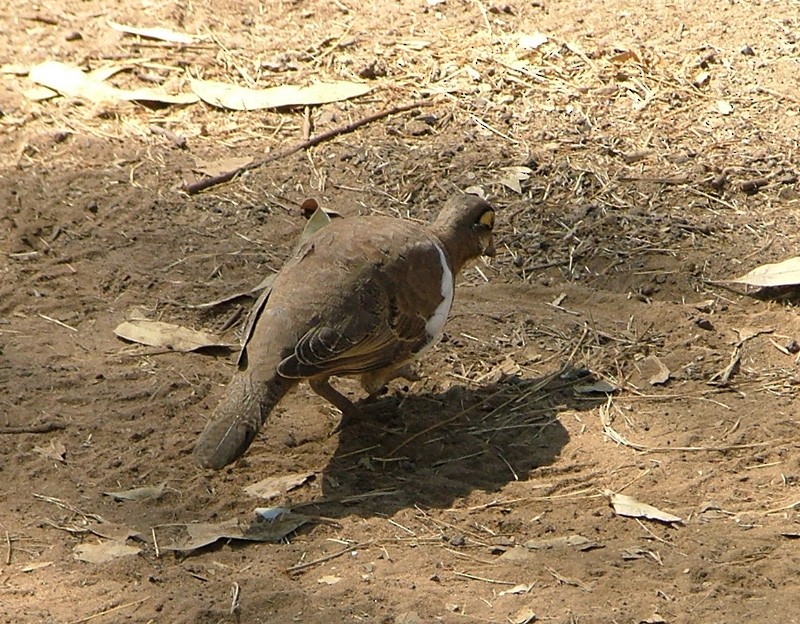 Partridge Pigeon - ML345550441