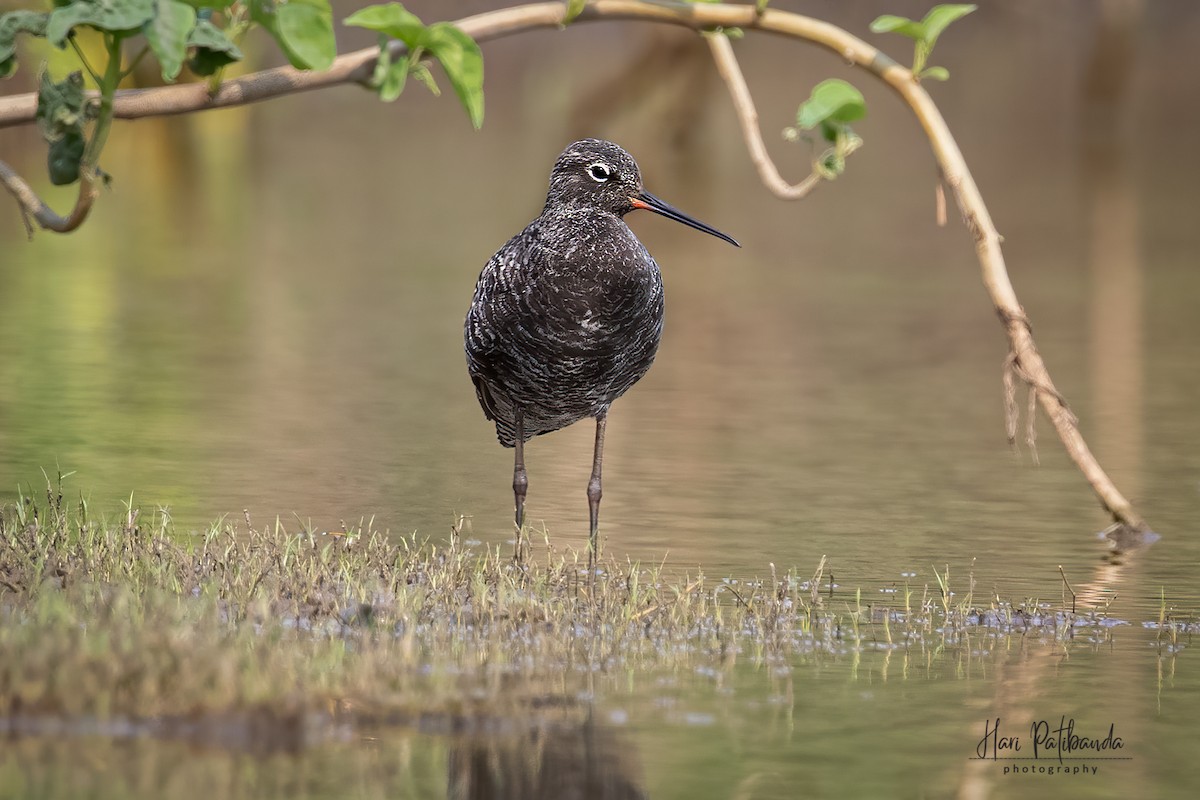 Spotted Redshank - ML345551481