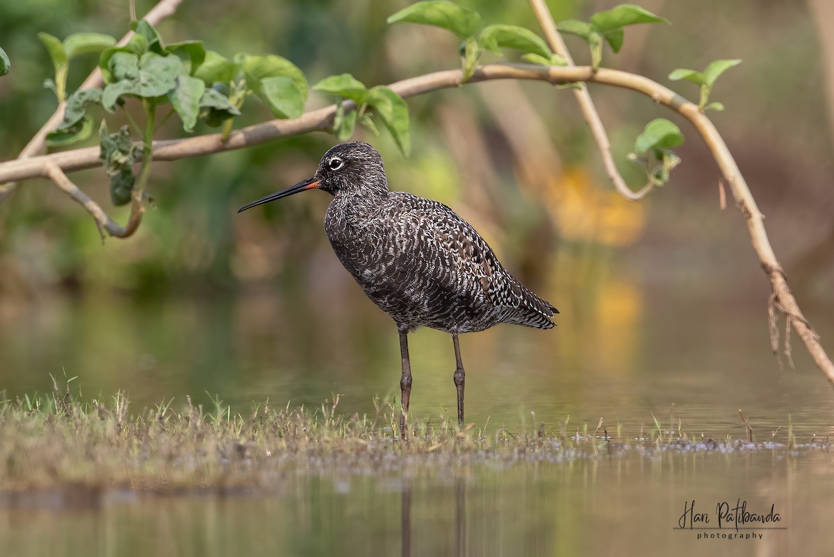 Spotted Redshank - ML345551491