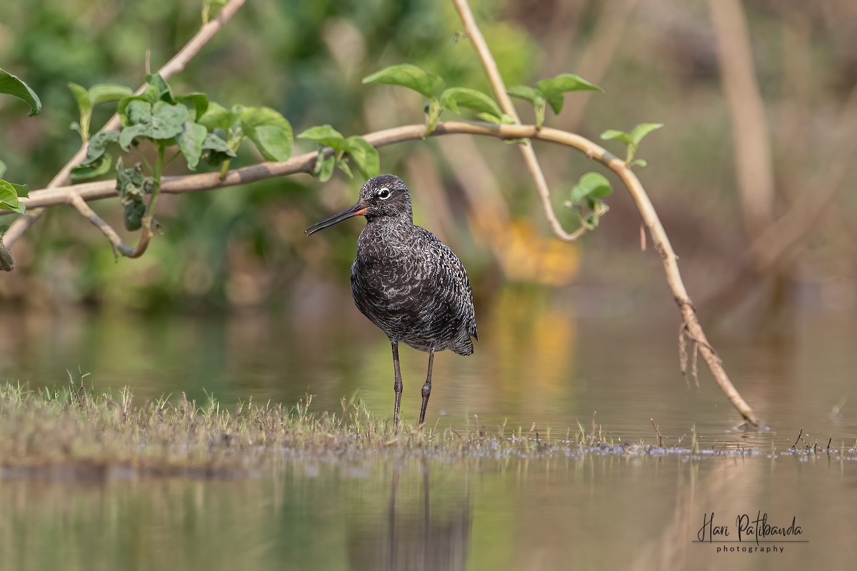 Spotted Redshank - ML345551531